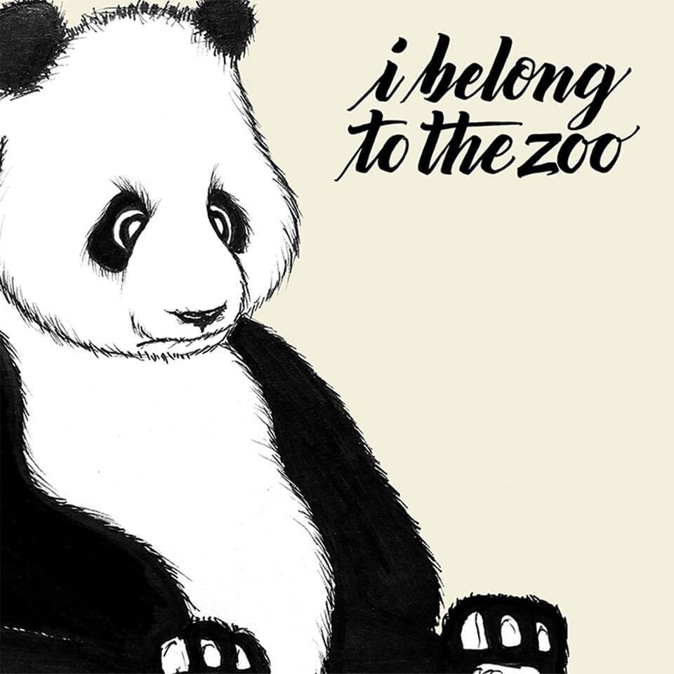I Belong To The Zoo Album Art